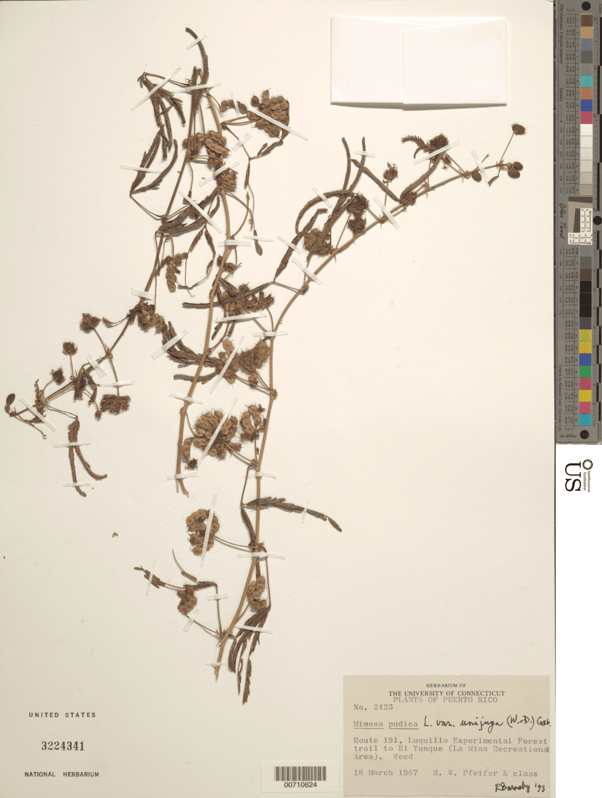 On the Sexing of Plants | Curationist